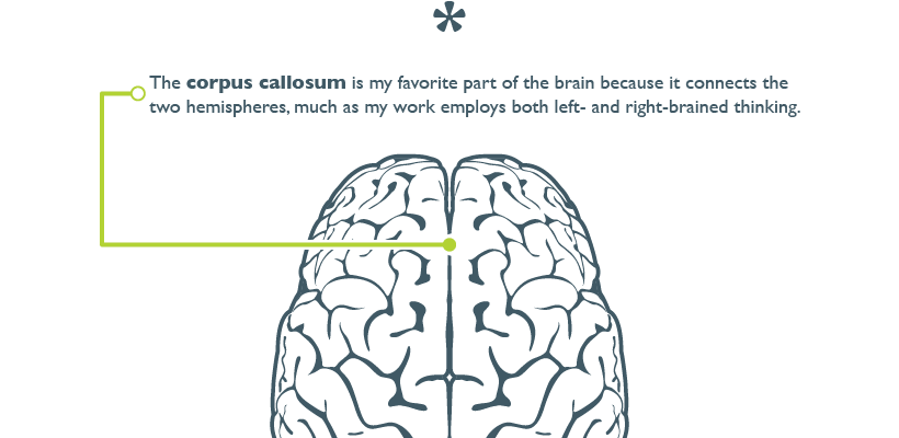The corpus callosum is my favorite part of the brain because it connects the two hemispheres, much as my work employs both left- and right-brained thinking.